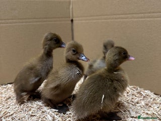 Ducks poultry - Advert 11