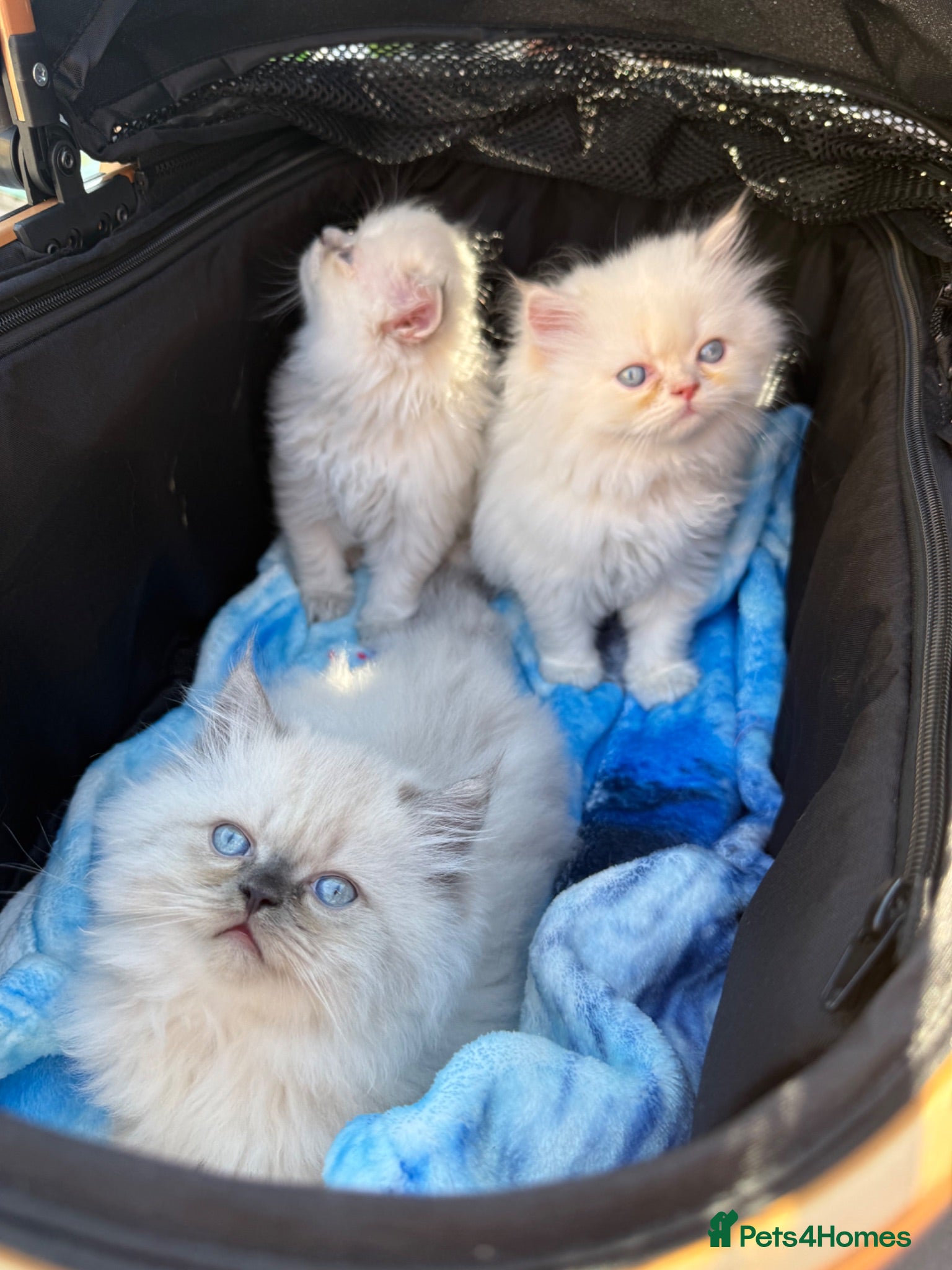 Persian cats Persian  - Advert 2