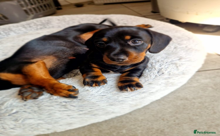 Dachshund dogs - Advert 5