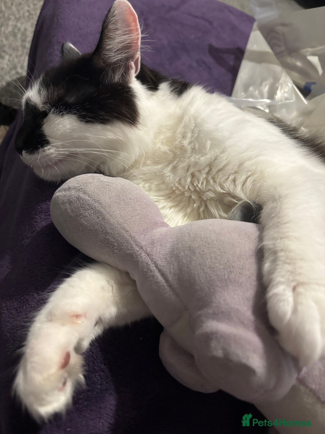 Mixed Breed cats for sale: Momo mane coon mix  - Advert 1