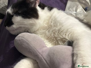 Mixed Breed cats Momo mane coon mix - Advert 1