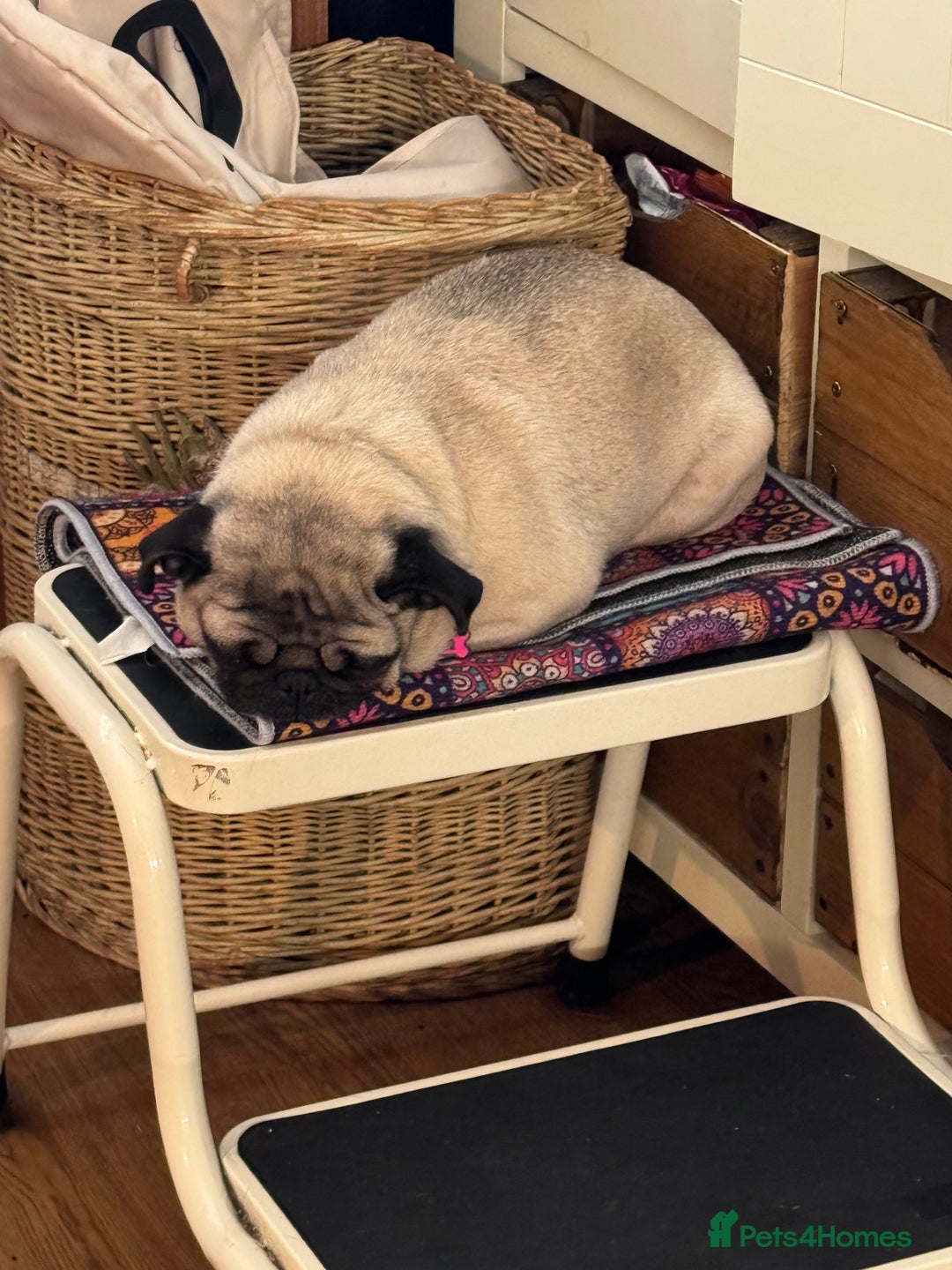 Pug dogs for sale: Loving Pug  - Advert 5