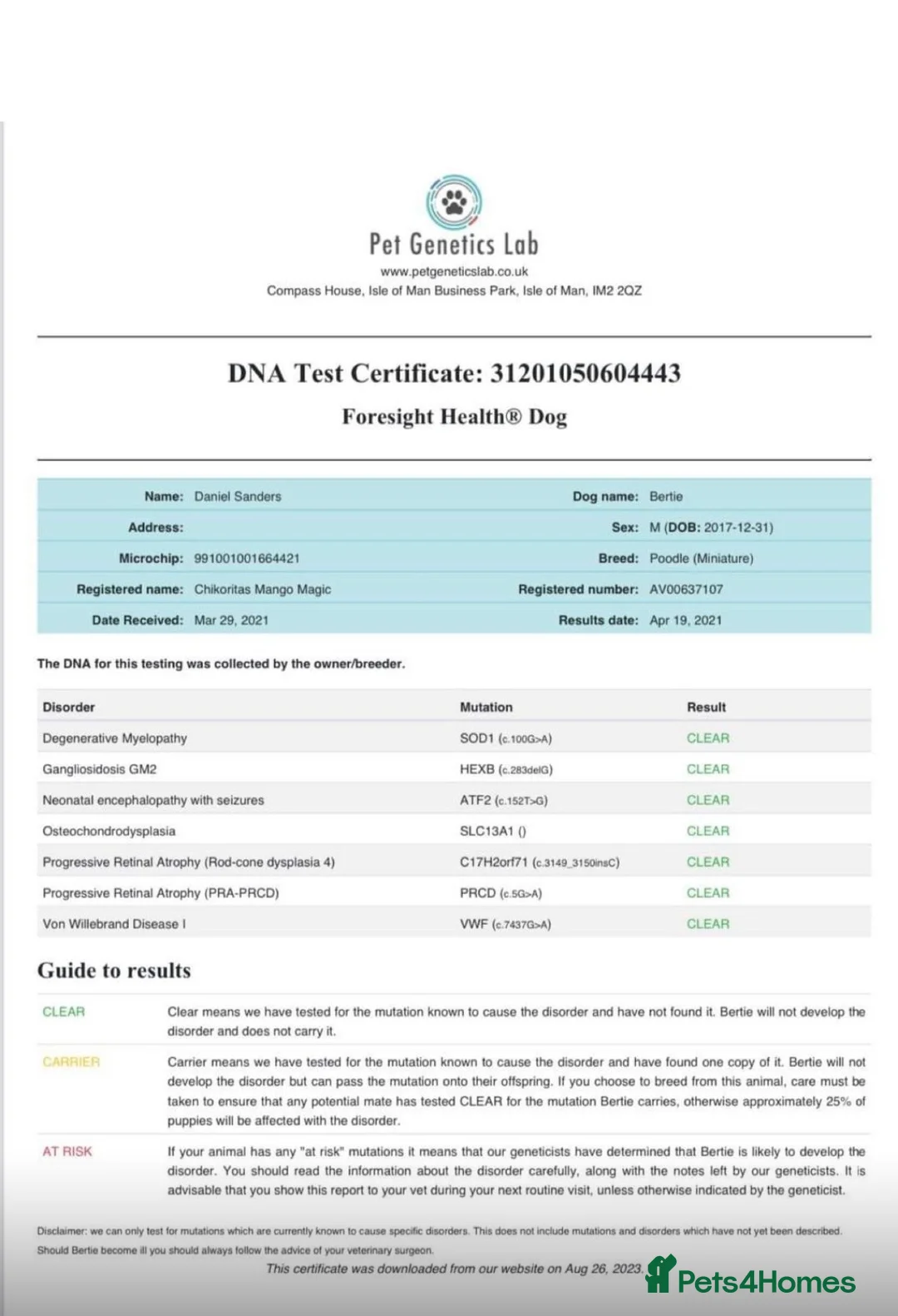 Goldendoodle dogs for sale: Stunning mini Goldendoodle  - Advert 14