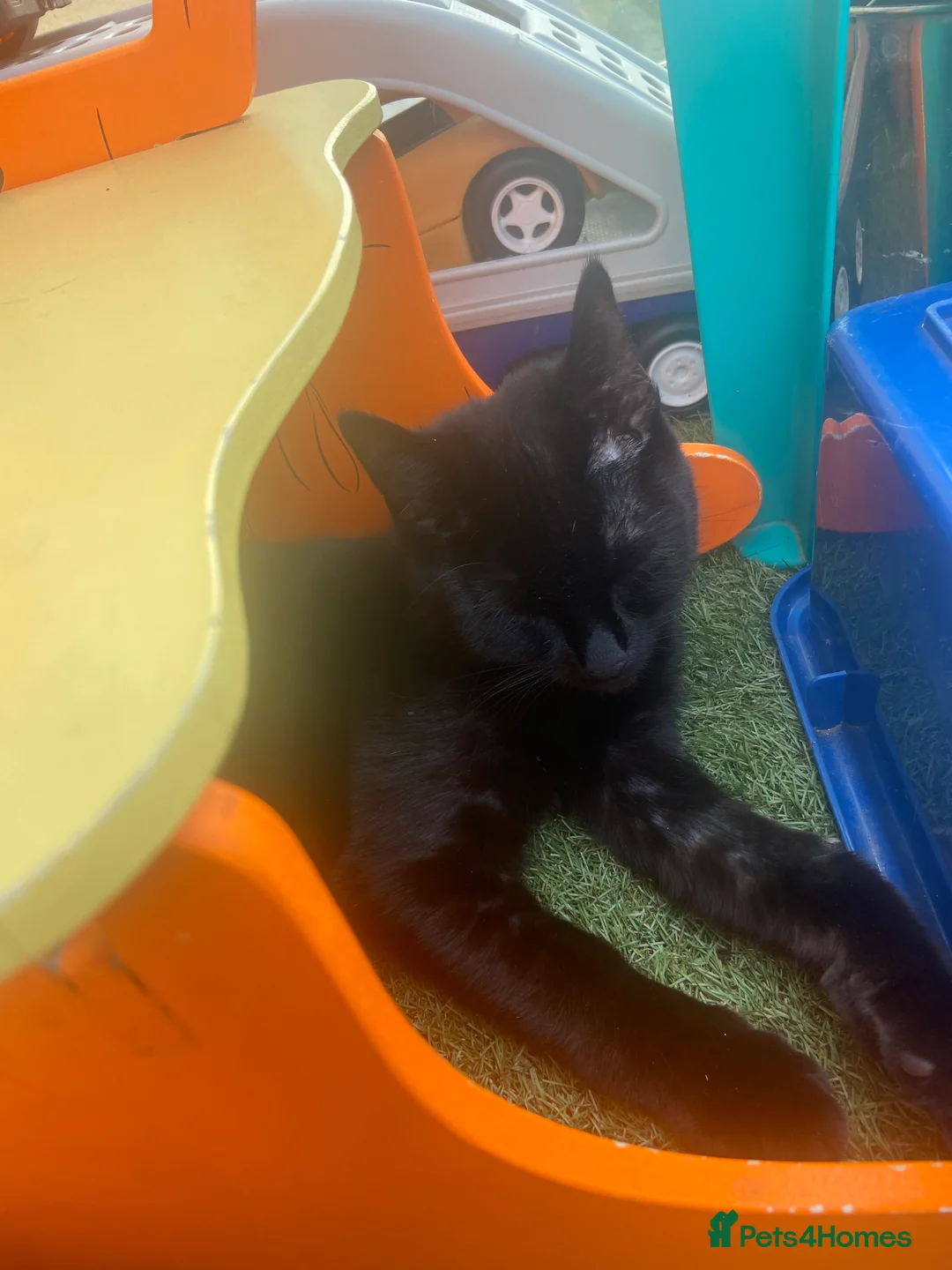 Bombay cats for sale: Sabrina 3YO girl in Bristol - Advert 9