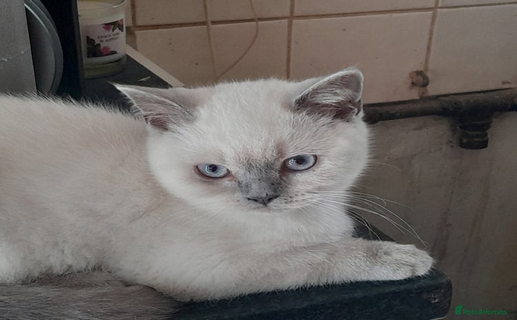 British Shorthair cats in Clacton-on-Sea - Advert 4
