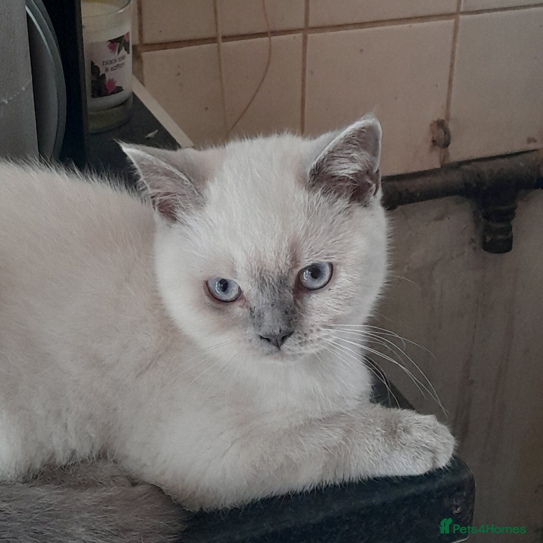 British Shorthair cats for sale: BSH Lilac Colourpoint Kittens  in Clacton-on-Sea - Image 1