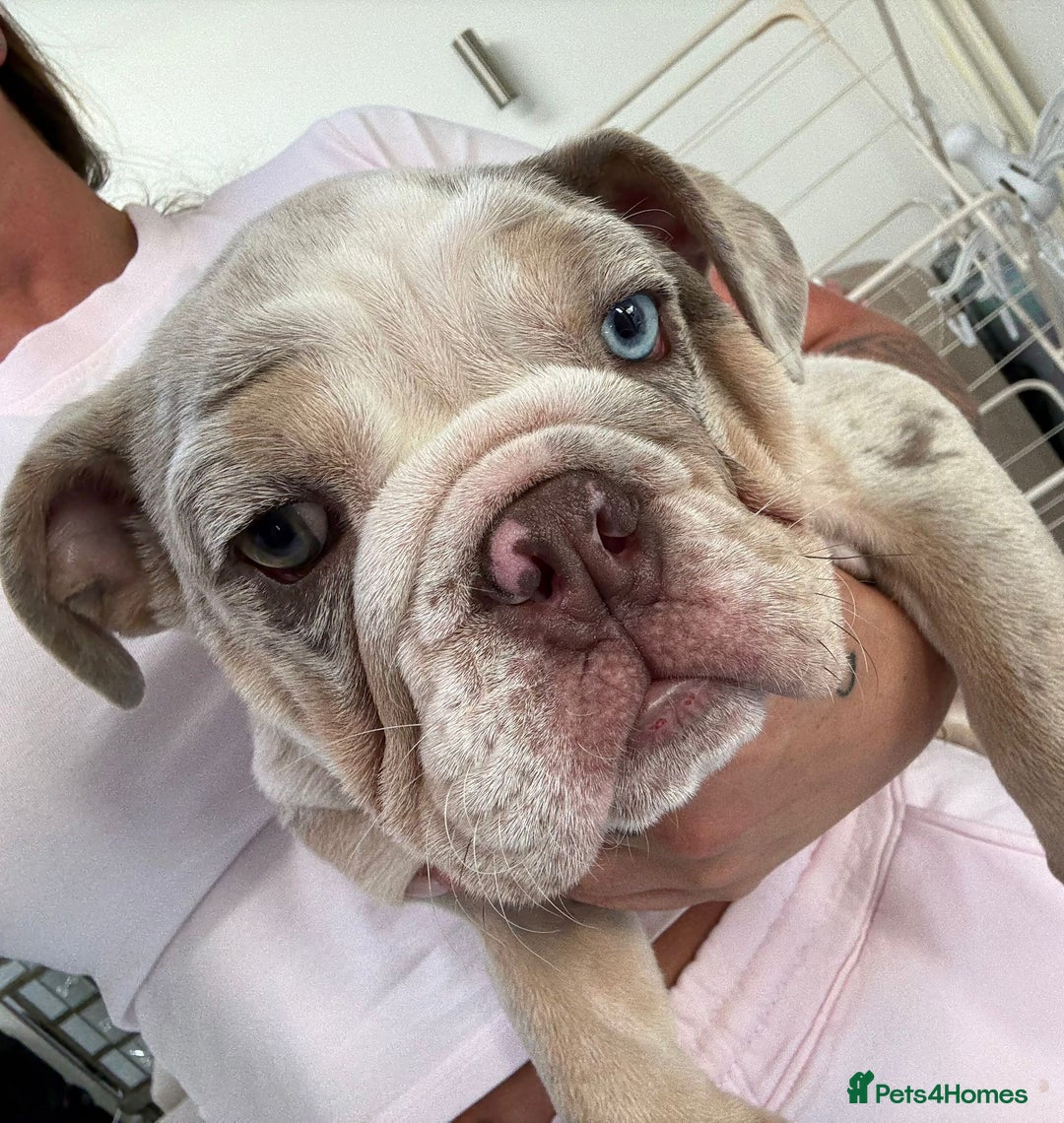English Bulldog dogs for sale: One gorgeous female left 🐶  in Billericay - Image 12