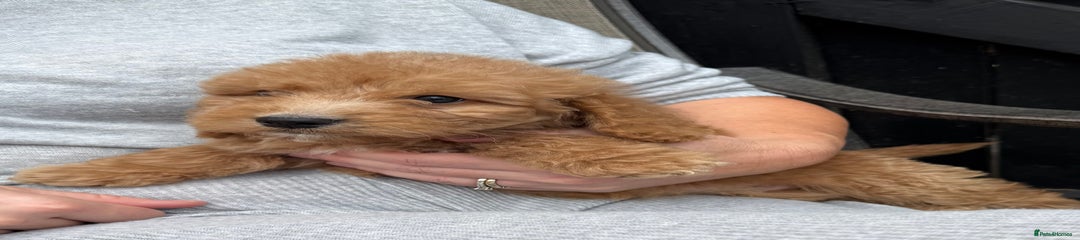 Cockapoo Puppy 1