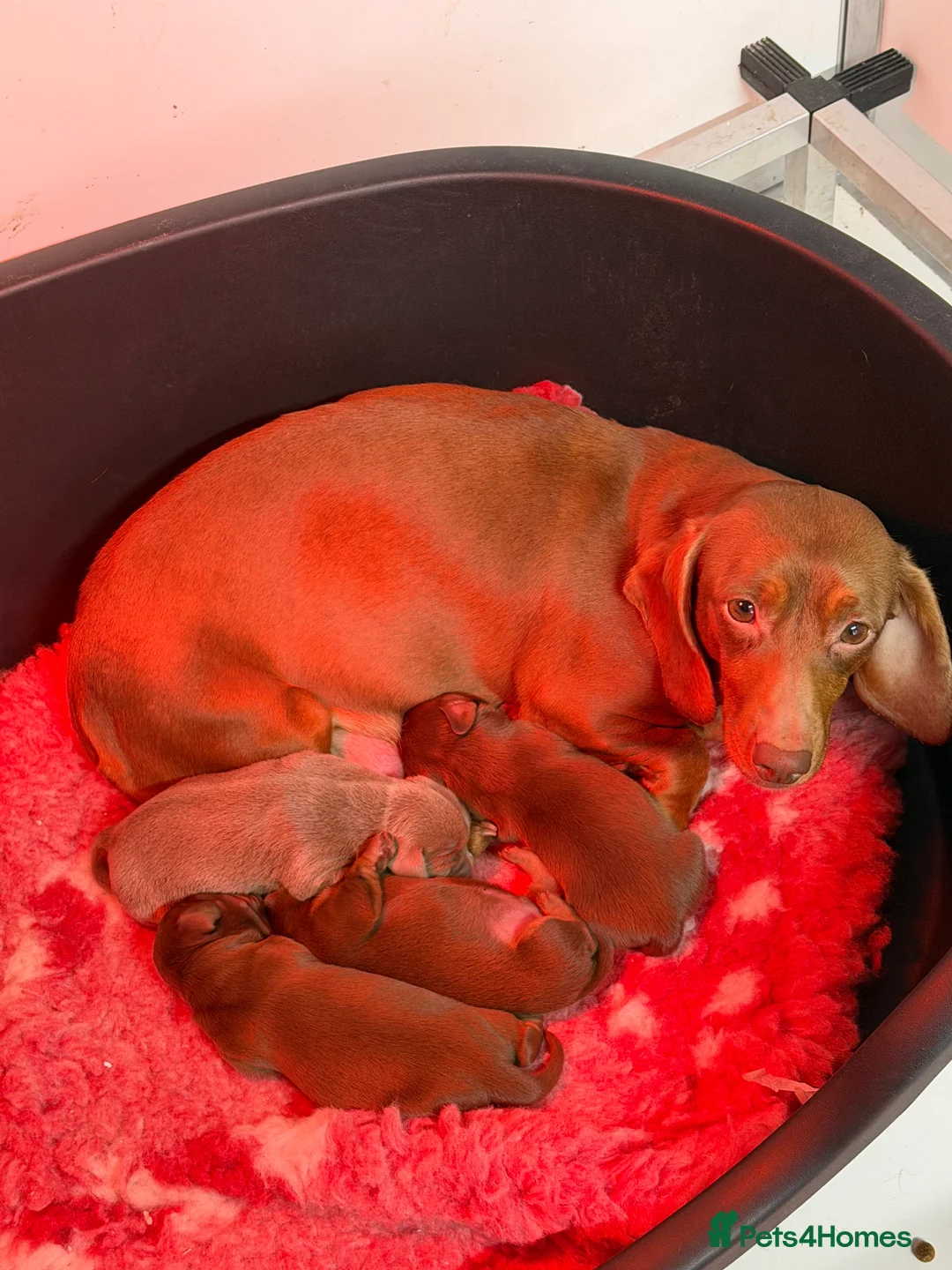 Miniature Dachshund dogs for sale: Mini dachshund 2 smooth boys available  - Advert 3