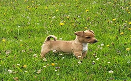 Jack Russell dogs for sale: Merle, red, black and tan JRT puppies in Carmarthen - Image 5