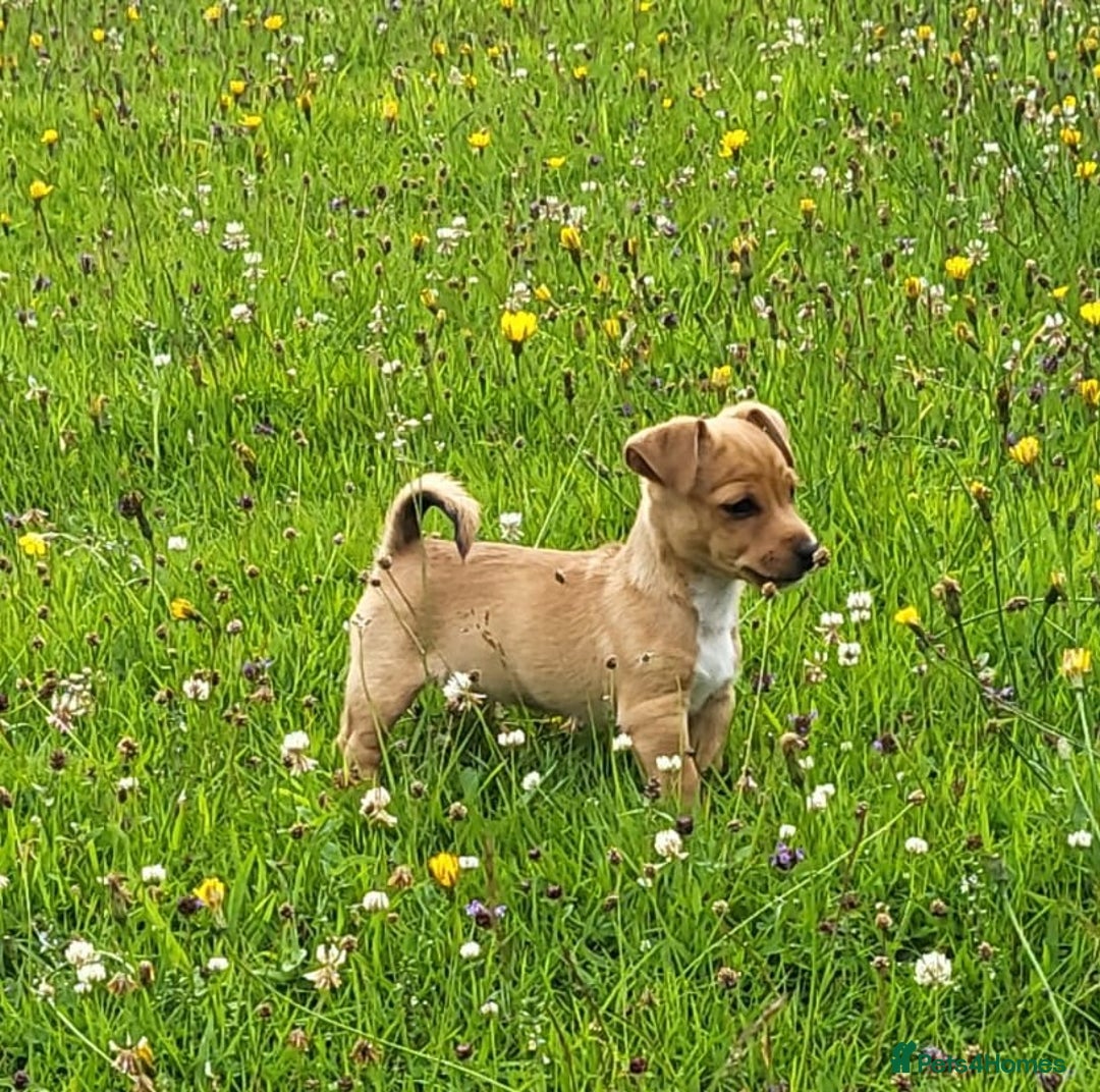 Jack Russell dogs for sale: Merle, red, black and tan JRT puppies in Carmarthen - Image 5
