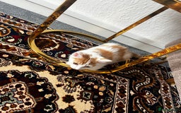 Mixed Breed cats for sale: calico male kitten READY TO LEAVE - Image 17