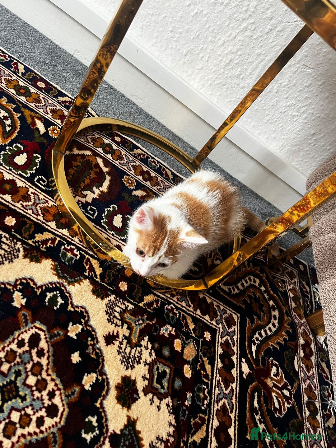 Mixed Breed cats for sale: calico male kitten READY TO LEAVE - Image 17