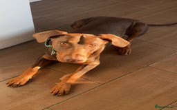 Dobermann dogs for stud: Doberman red&rust stud - Image 2