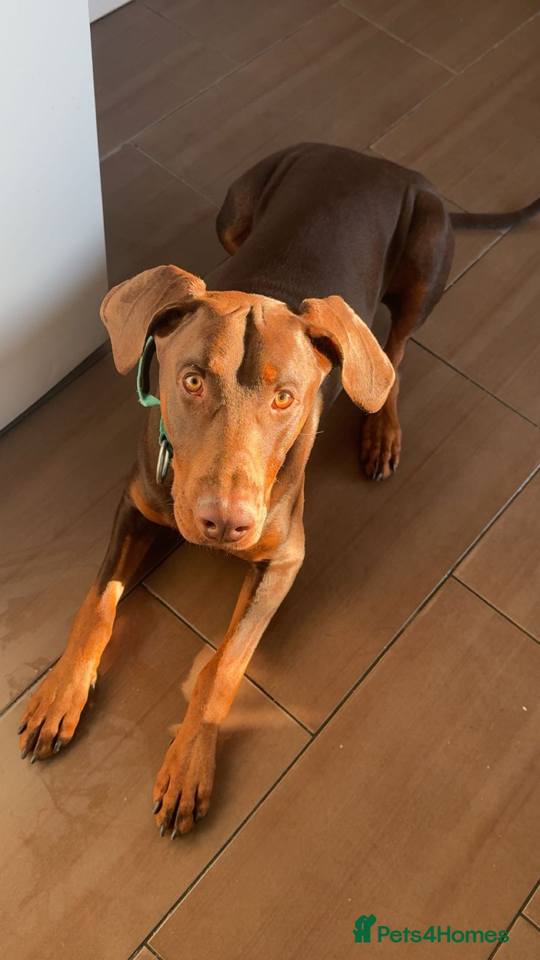 Dobermann dogs for stud: Doberman red&rust stud - Image 2