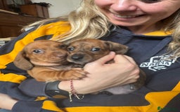 Miniature Dachshund dogs for sale: Miniature Dachshund Puppies  - Image 9