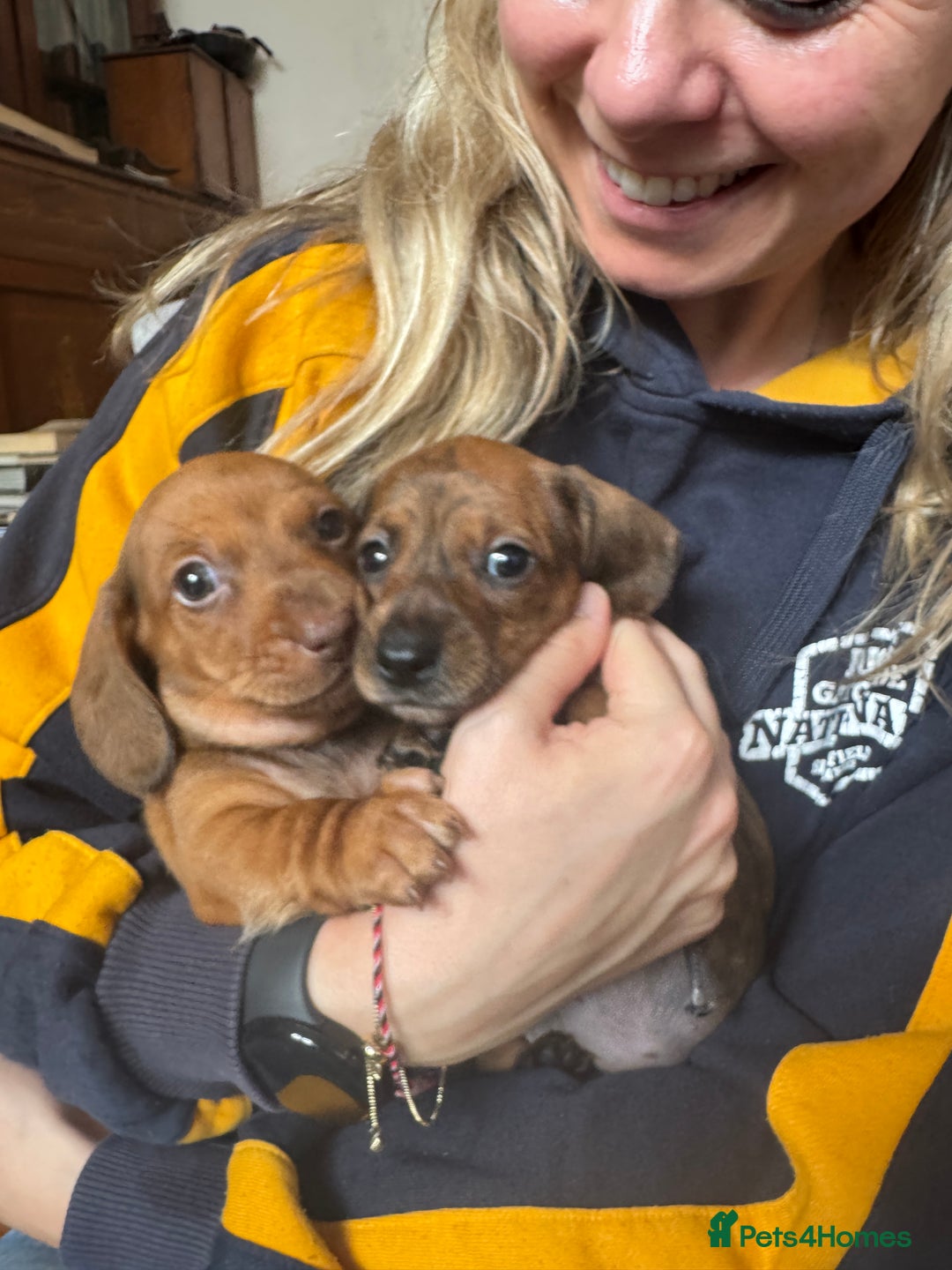 Miniature Dachshund dogs for sale: Miniature Dachshund Puppies  - Image 9