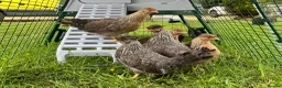 Chickens poultry for sale: Cream legbar chicks, growers, pullets, hens, eggs - Advert 5