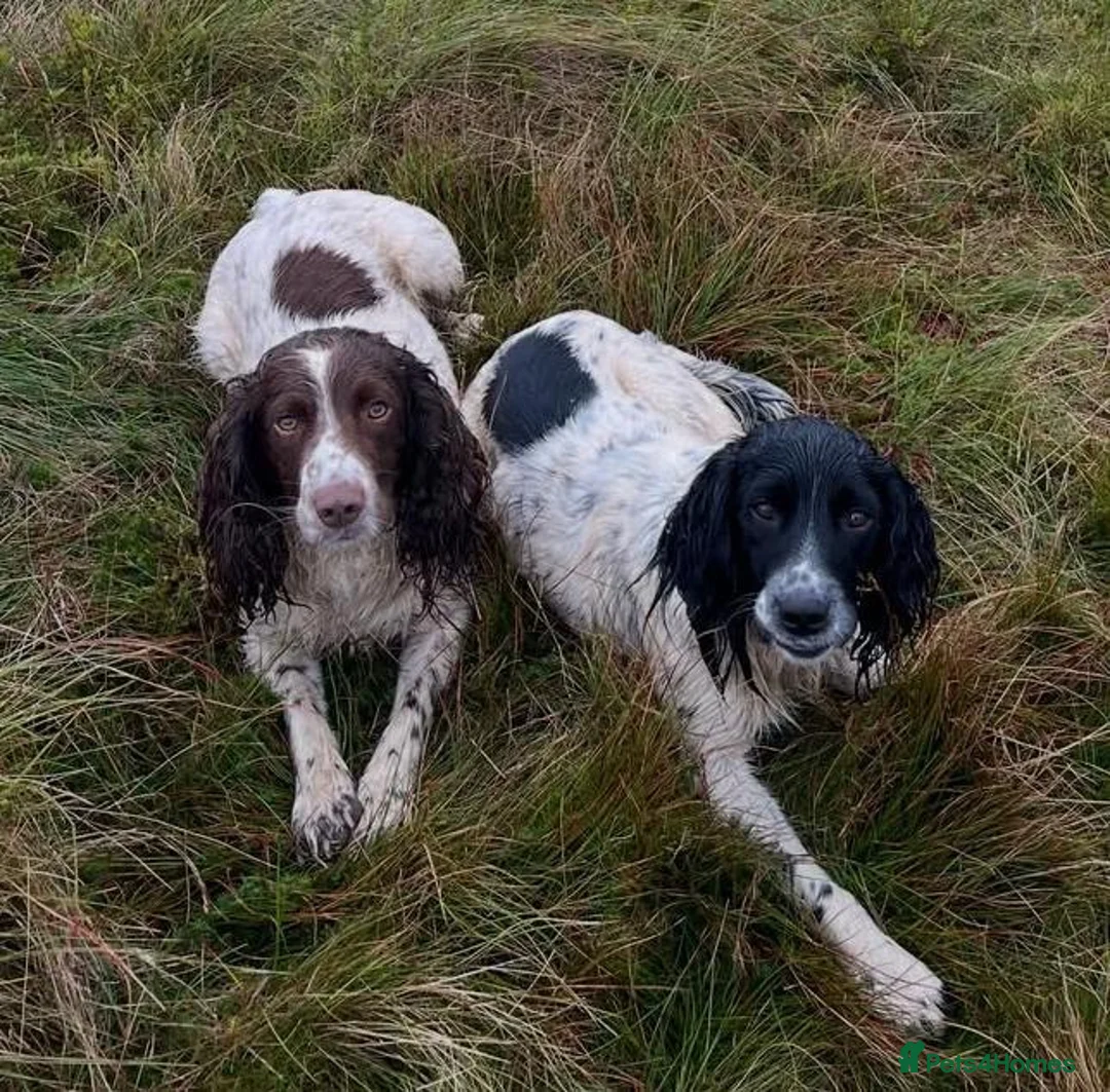 English Springer Spaniel dogs for stud: Spark - Willows Tasso - Advert 3
