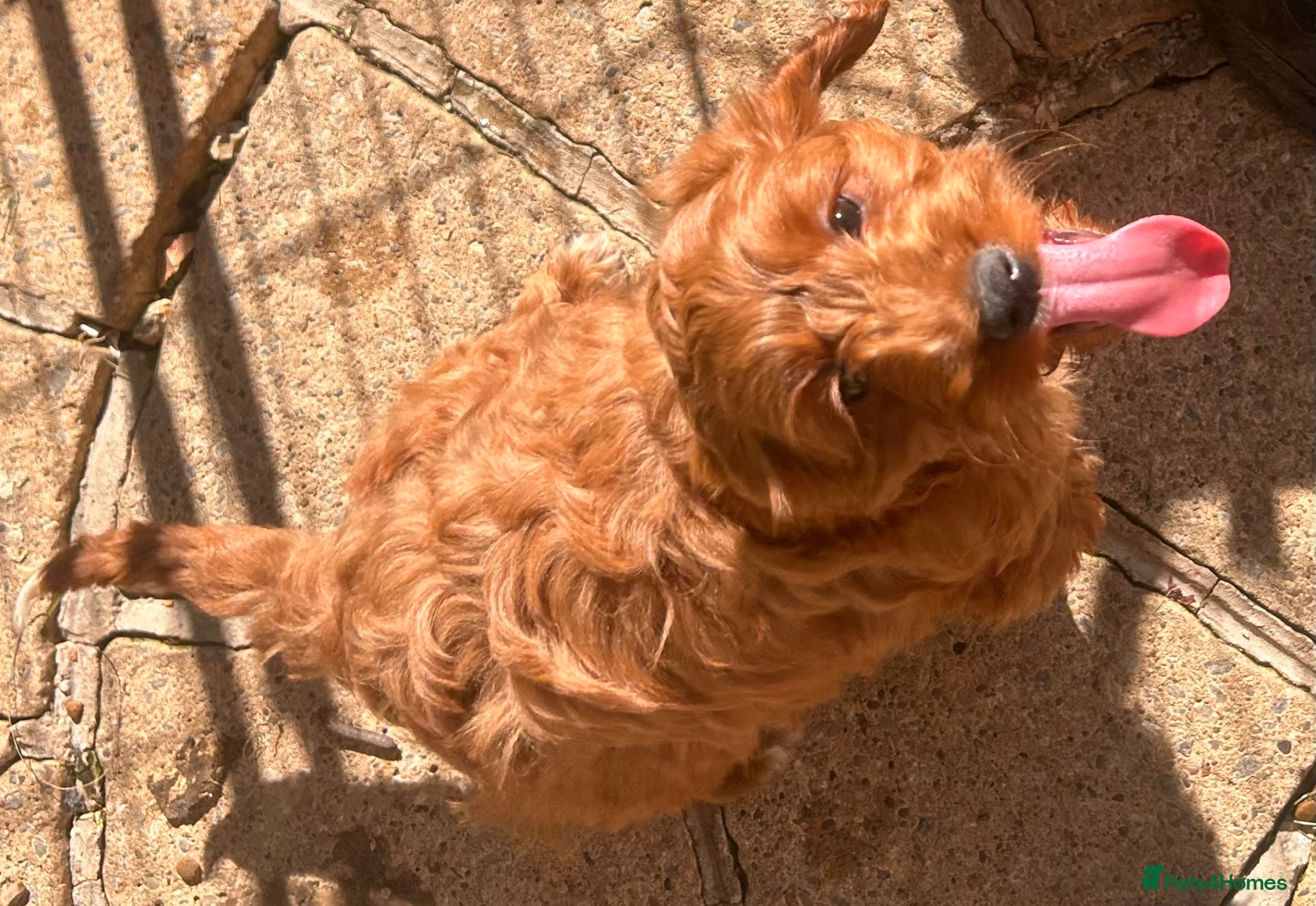 Cockapoo dogs for sale: READY NOW! RED F1 HEALTH-CHECKED TOY COCKAPOOS - Advert 13