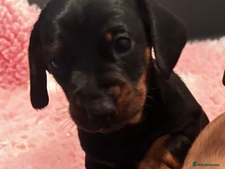 Dachshund dogs STUNNING KC REG LITTER STANDARD DACHSHUNDS - Advert 2