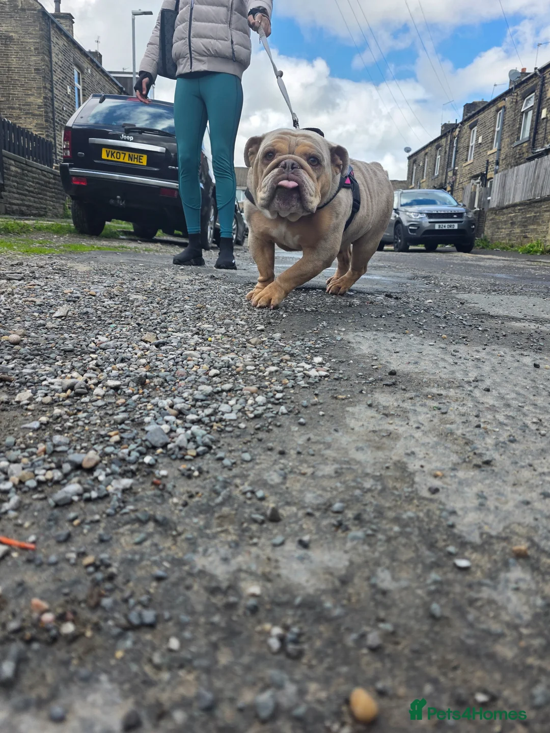 English Bulldog dogs for sale: Heffie english bulldog - Advert 2