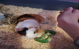 Guinea Pig rodents for sale: Male and female guinea pigs  - Image 2