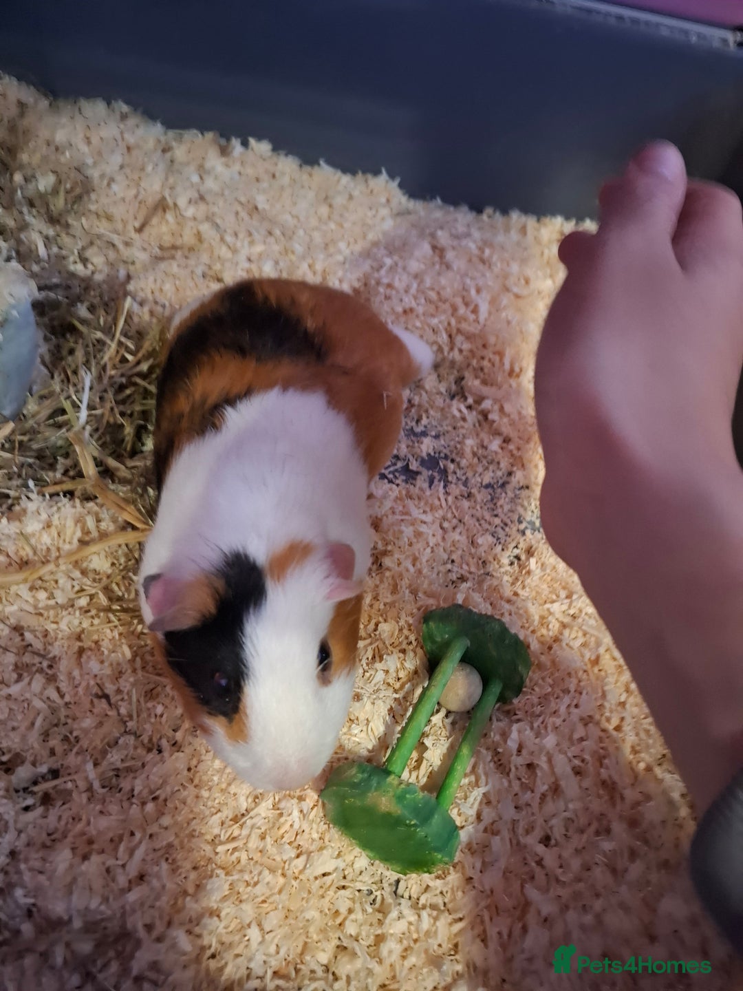 Guinea Pig rodents for sale: Male and female guinea pigs  - Image 2