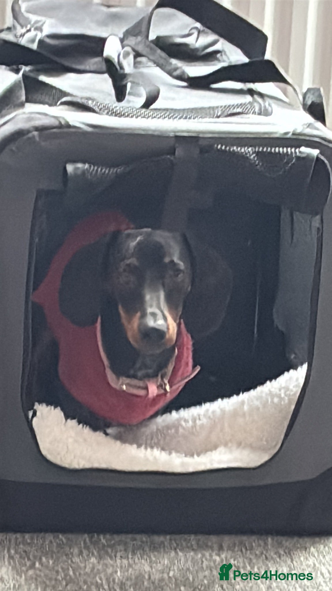 Miniature Dachshund dogs 7 Month Needs Rehoming ASAP - Advert 2