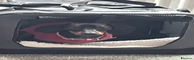 Miniature Dachshund 1