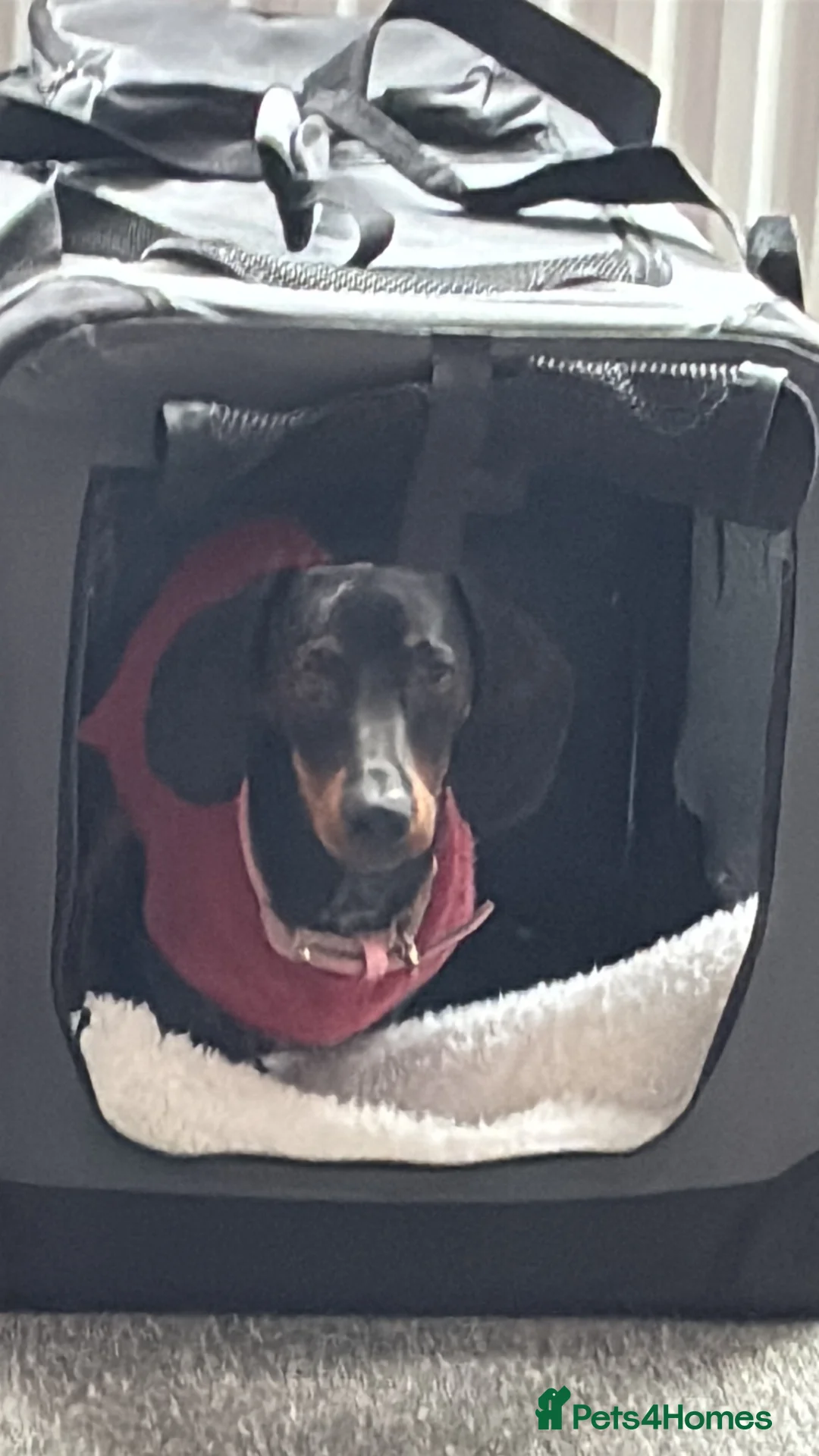Miniature Dachshund dogs for sale: 7 Month Needs Rehoming ASAP - Advert 1