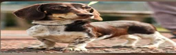 Miniature Dachshund dogs for sale: Miniature dachshund puppies KC registered  in Abergele - Advert 11