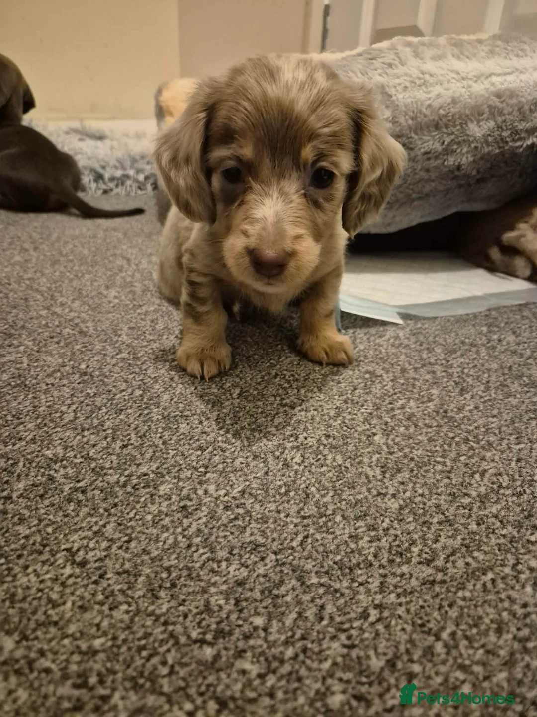 Miniature Dachshund dogs for sale: KC Dachshund puppies  - Advert 3