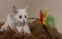 Munchkin cats for sale: Sweet Munchkins 🤗 - Image 16