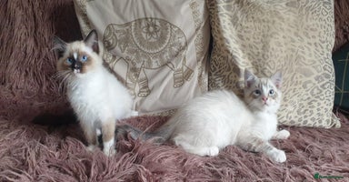 Ragdoll cats - Advert 1