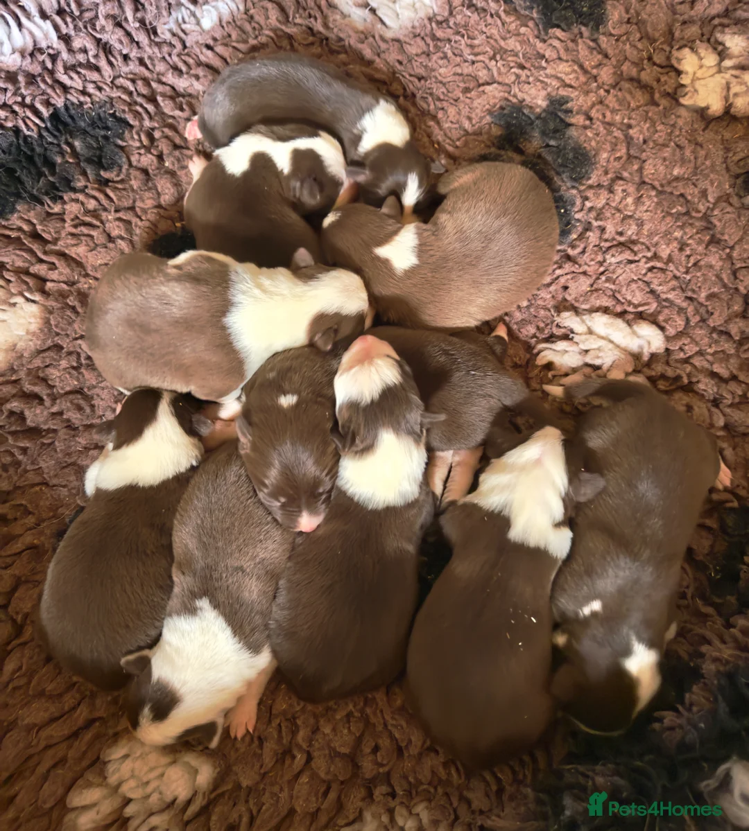 Border Collie dogs for sale: Red Tricolour, chocolate &White Border Collie - Advert 1
