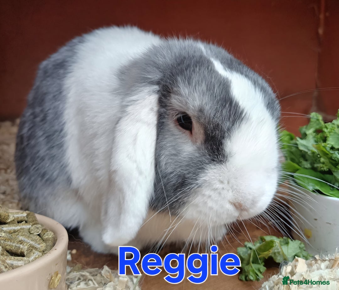 Mini Lop rabbits for sale: ♥️friendly mini lops FROM £30 ♥️ - Advert 6