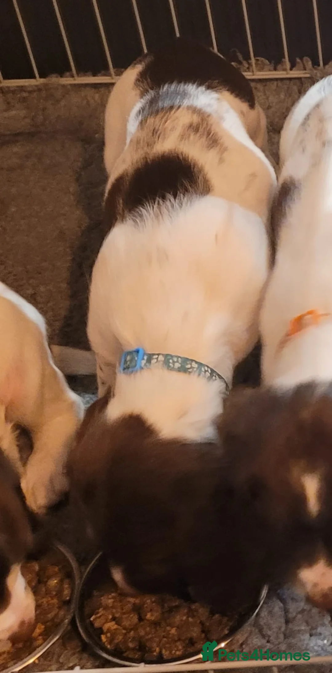 English Springer Spaniel dogs for sale: English Springer Spaniel Pups - Advert 5