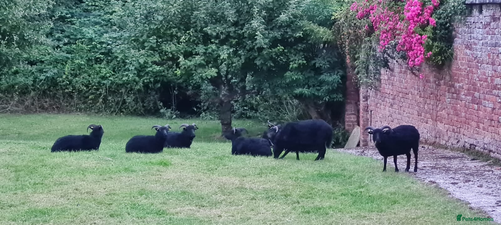 Sheep livestock REGISTERED HEBRIDEAN EWES - Advert 1