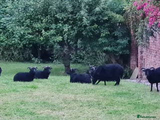 Sheep livestock REGISTERED HEBRIDEAN EWES - Advert 1
