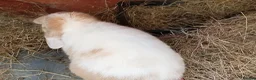 Mini Lop rabbits for sale: Beautiful adult female mini lop - Advert 3