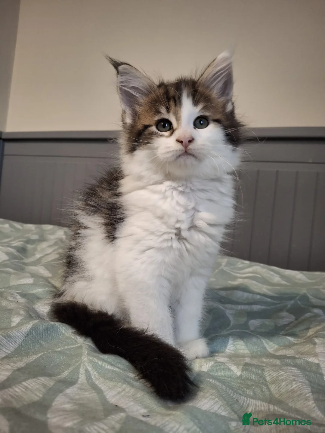Maine Coon cats for sale: Last kittens ❤️❤️ - Advert 3