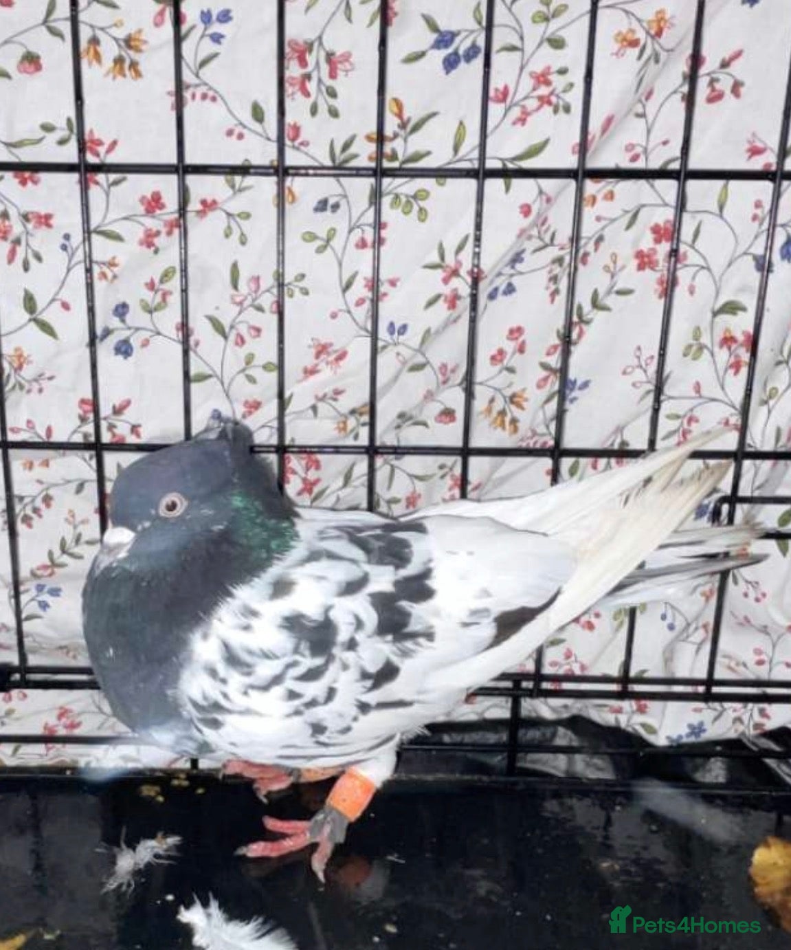 Pigeons birds for sale: Pigeosn - Advert 10