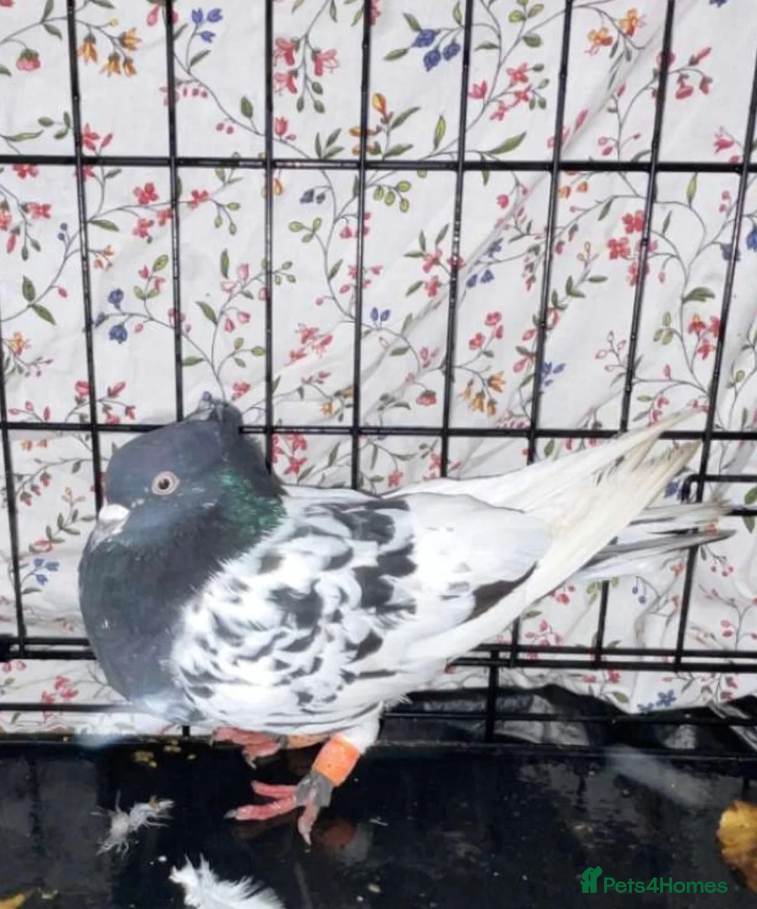 Pigeons birds for sale: Pigeosn in Wembley - Advert 1