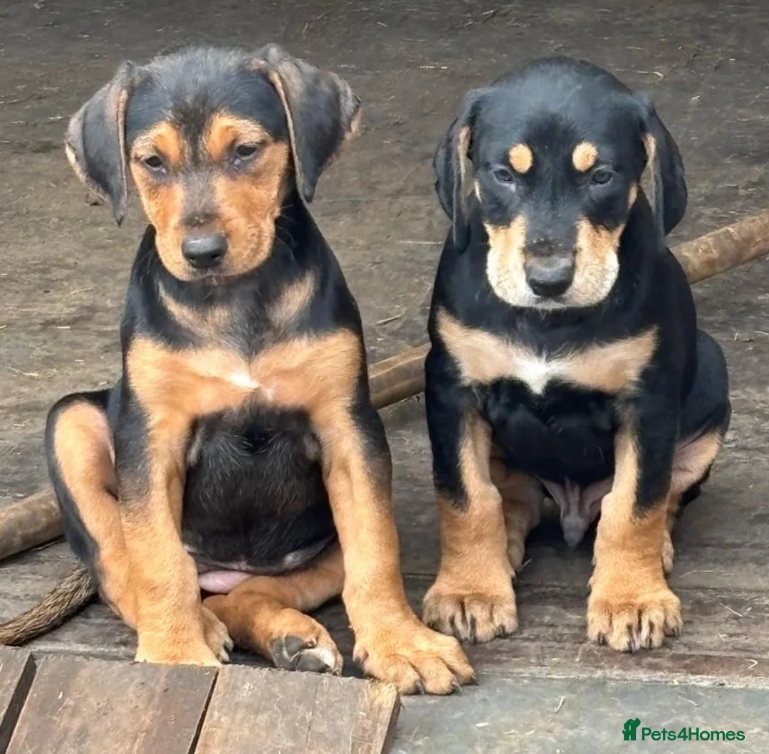 Mixed Breed dogs for sale: Lurcher x dobermen in Doncaster - Advert 12