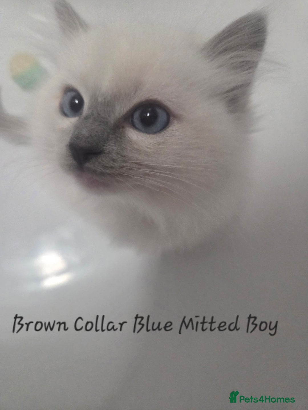 Ragdoll cats for sale: REGISTERED PEDIGREE RAGDOLL KITTENS BLUE  - Advert 2