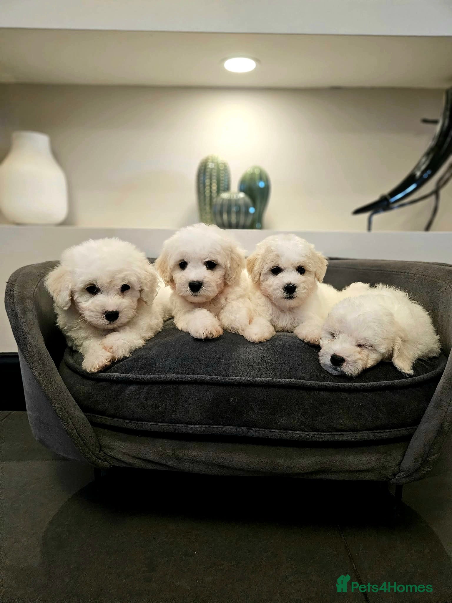 Bichon Frise dogs Pure Bred Bichon Frise Puppies  - Advert 1