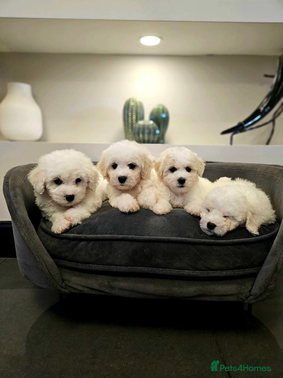 Bichon Frise dogs for sale: Pure Bred Bichon Frise Puppies  - Advert 1