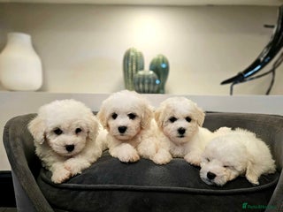 Bichon Frise dogs Pure Bred Bichon Frise Puppies - Advert 1