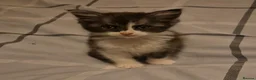 Mixed Breed cats for sale: Beautiful 8-Week-Old Kittens  in Wellingborough - Advert 9